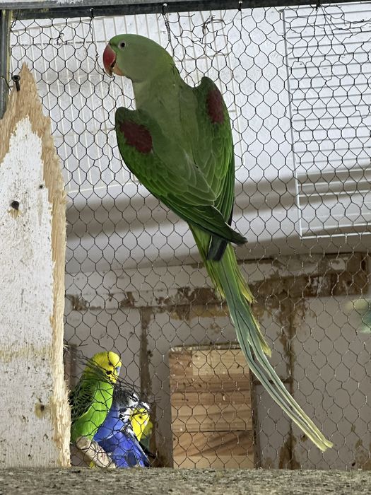 Papagali Micul  si marele Alexander