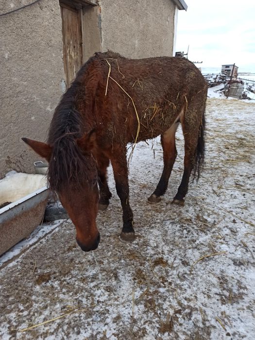 Продам старую лошадь