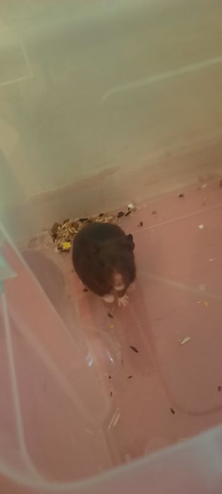 Хомяк мальчик Бесплатно!!