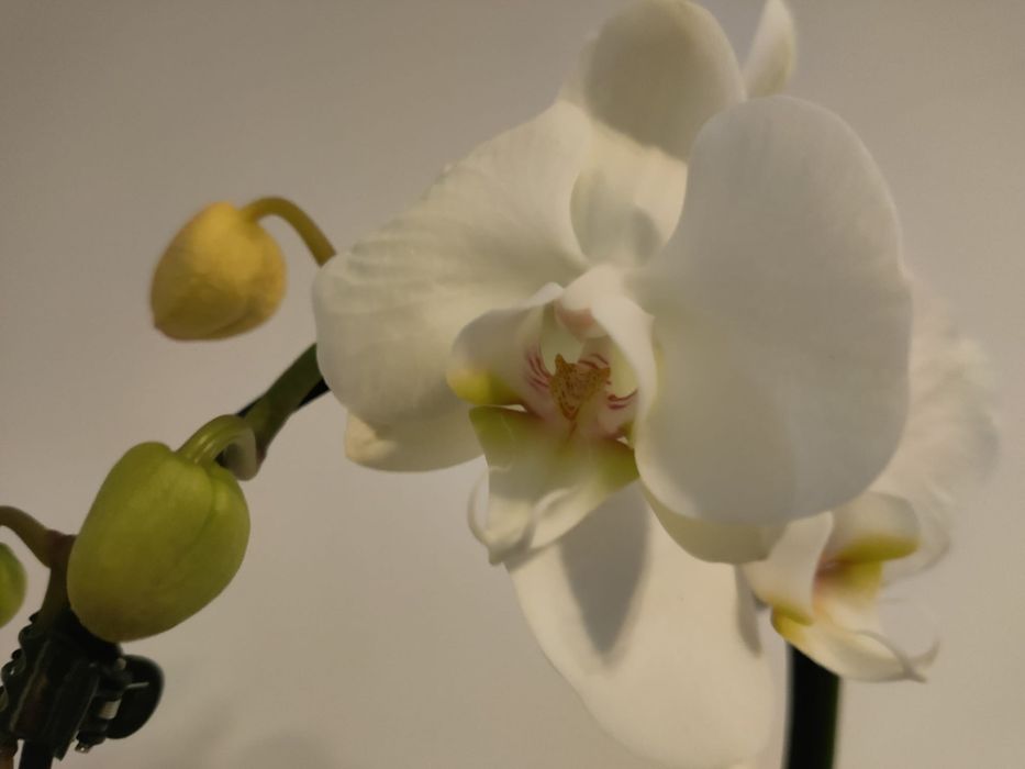 Mărțișoare -brosa