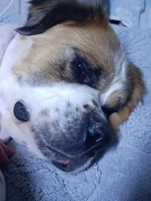 Ищу надёжный дом для Сонички.