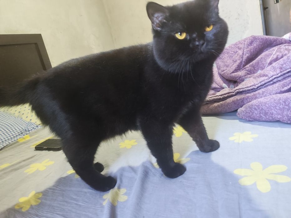 Продаются домашние котята