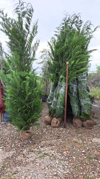 Leylandii Vesnic Verde pentru Exterior