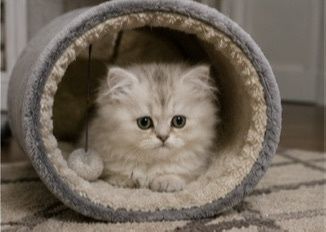 Британска късокосместа