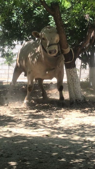 Avlikol buqa yemlangan