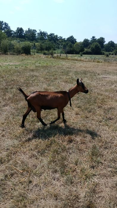 Vamd doua capre alpine franceze originale