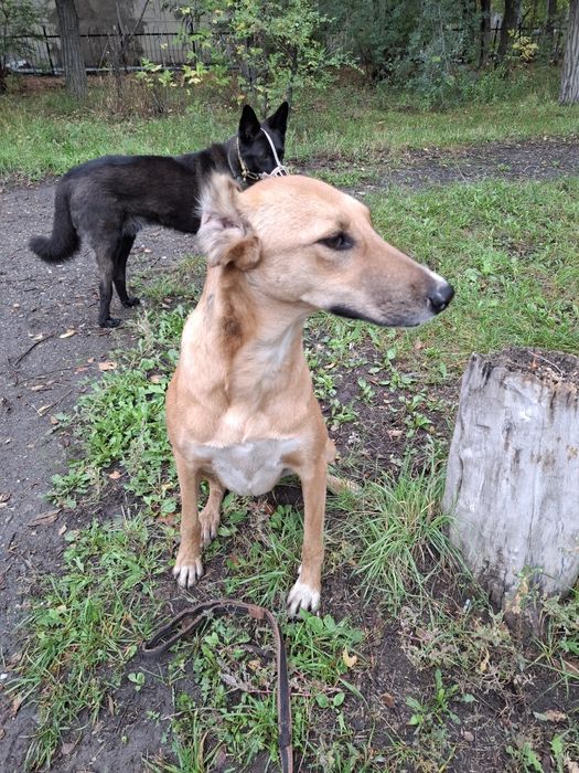 Помощь животным.