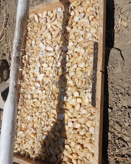 Ekib bergan ko‘chatlarimizga garantiya beramiz