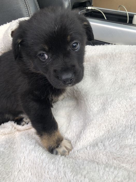 Любимые животные