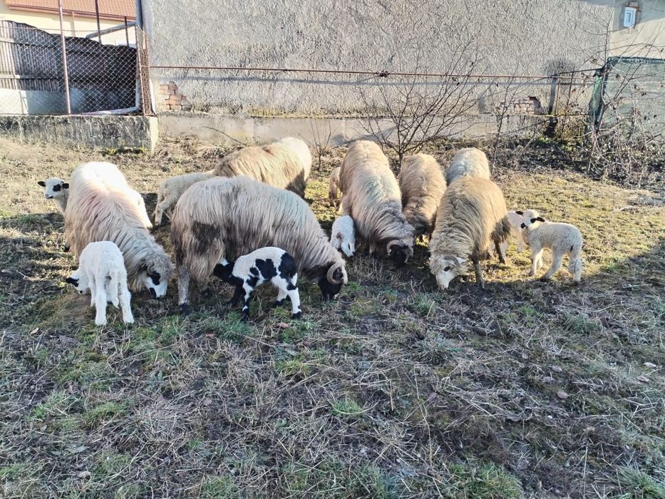 Vând 10 oi cu miei