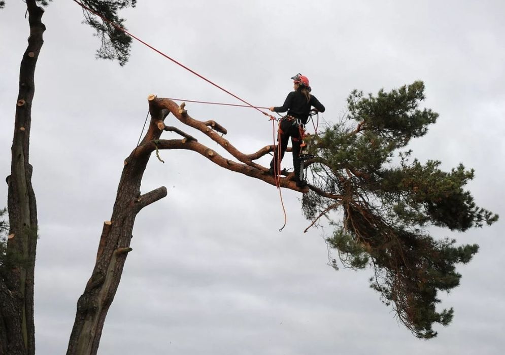 Пилим спиливаем деревья не дорого.