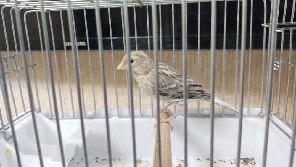 Канарейка сотилади