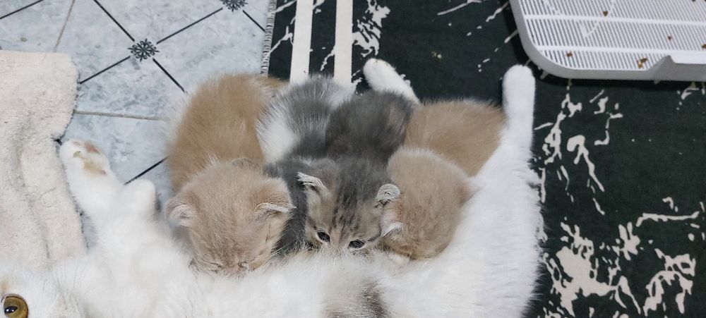 Skotsh fold mushukchalar