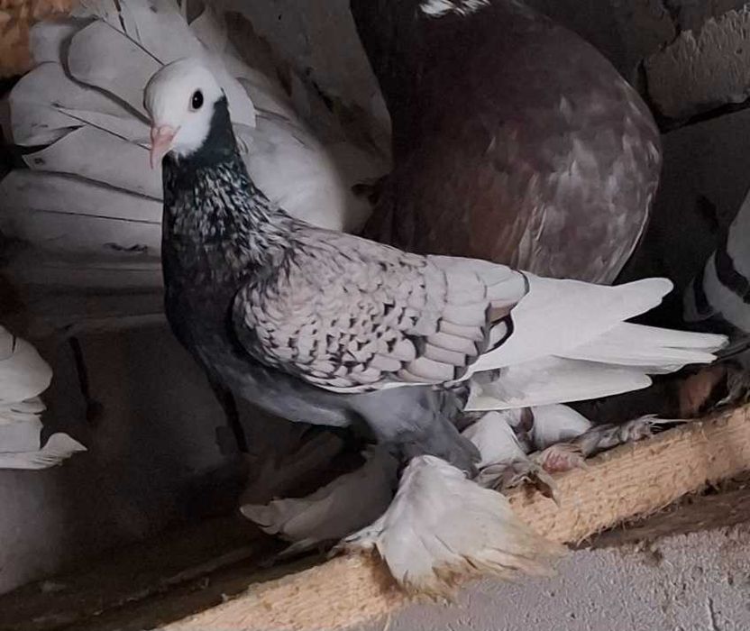 dau și eu această femelă ,cine dorește...