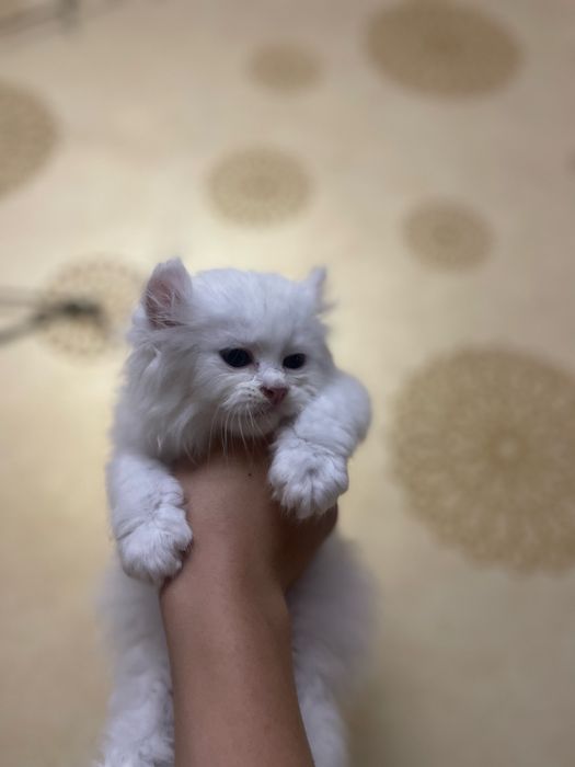 Белоснежные девочки Мэйн Кун