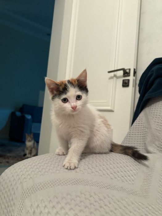 Отдам котенка бесплатно
