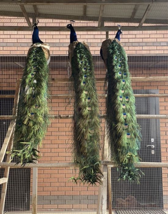 Индийские павлины