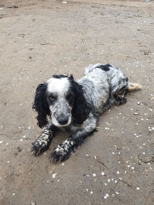 Охотничи собака спаниель