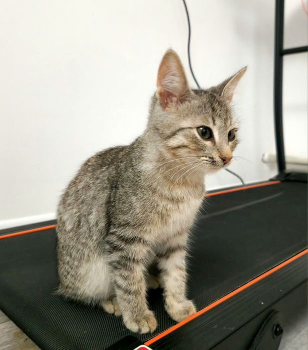 котёнок 3 месяца