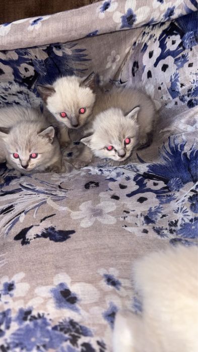 Котята отдам добрый руки