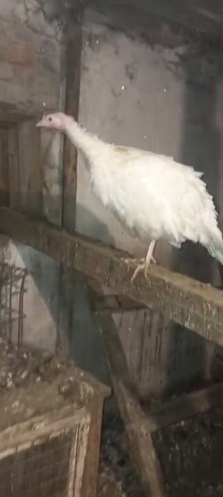 Семья индюков 5 шт  продам