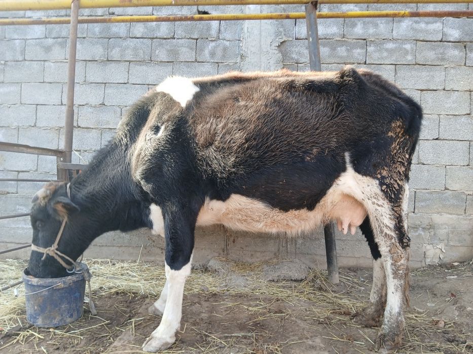 Осы сиыр сатылады