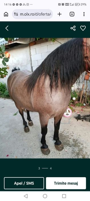 De vânzare iapă cu