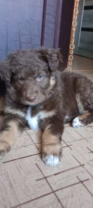 Шоколадная принцесса