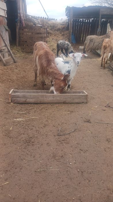 Vand 2 capre foarte bune de lapte