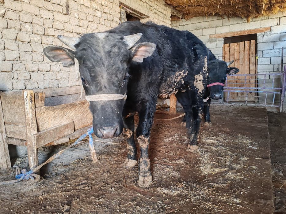 Егіздер сатыладыы