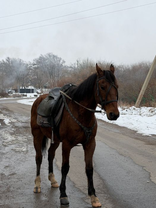 Срочно продам мерина 8 лет