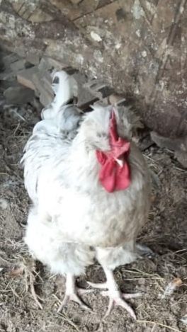 Продаётся  петух