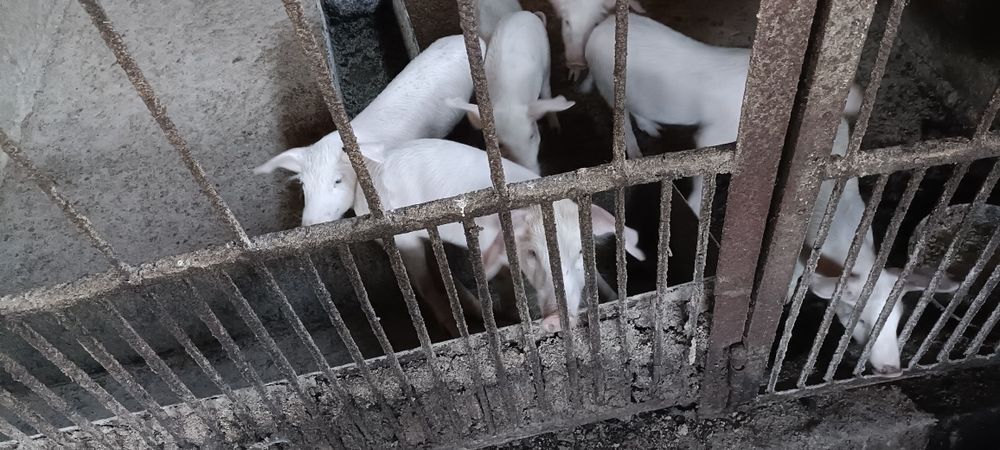 Продам месячных поросят