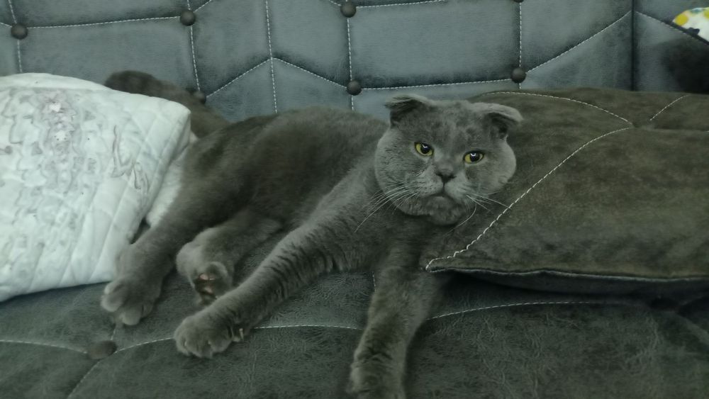 ВЯЗКА Гигант Британский кот