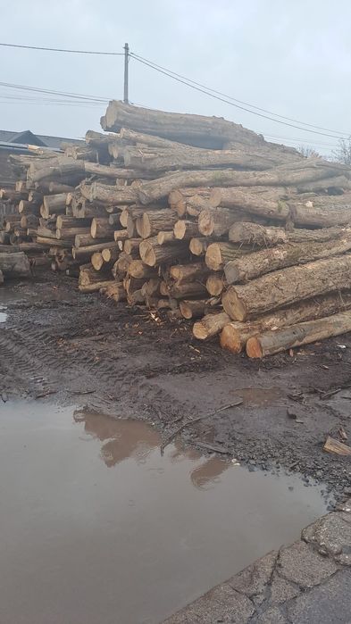 Fag stejar carpen salcam