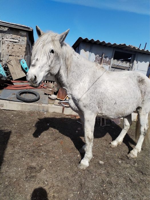 Айгыр, жеребец, лошадь, конь