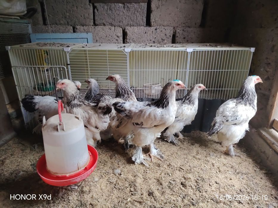 Продам Цыплят Брам 5 штук.