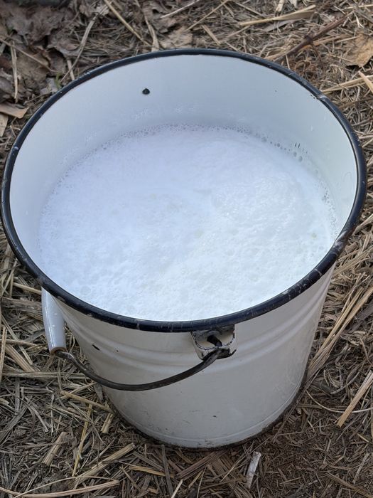 Сүтті порода сиыр