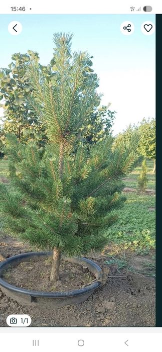 Pin  plante  ornamentale