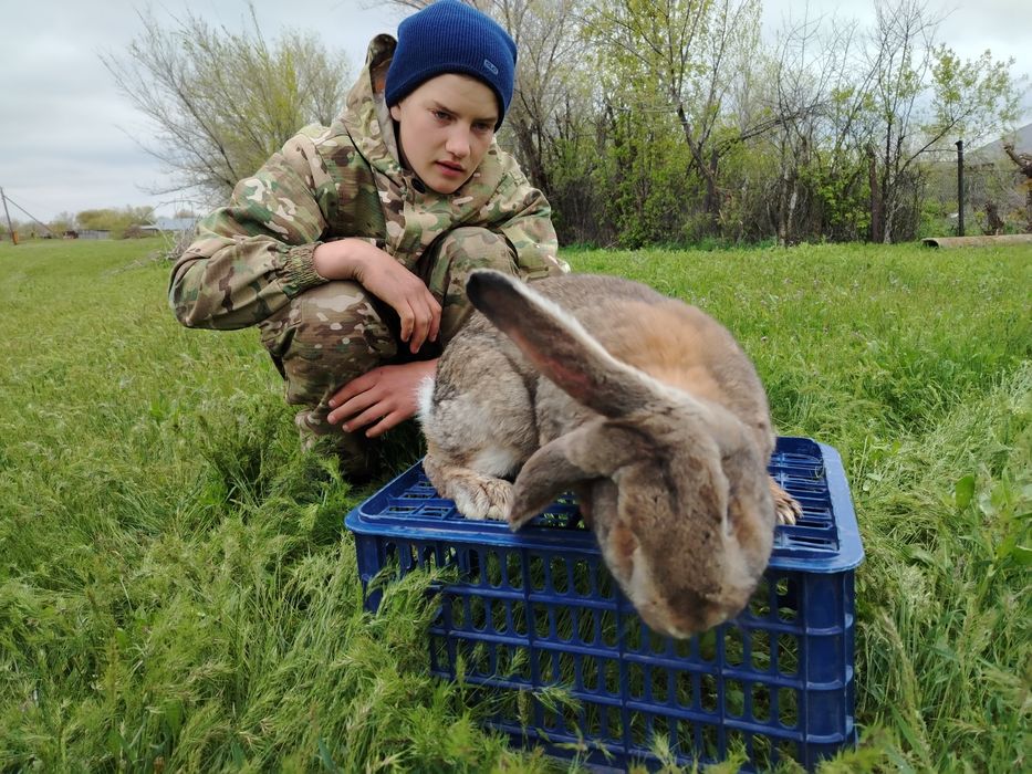 Продам крола  зд
