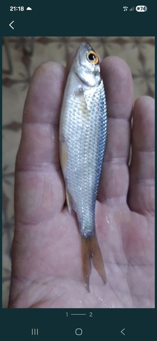 Продам малёк сорга