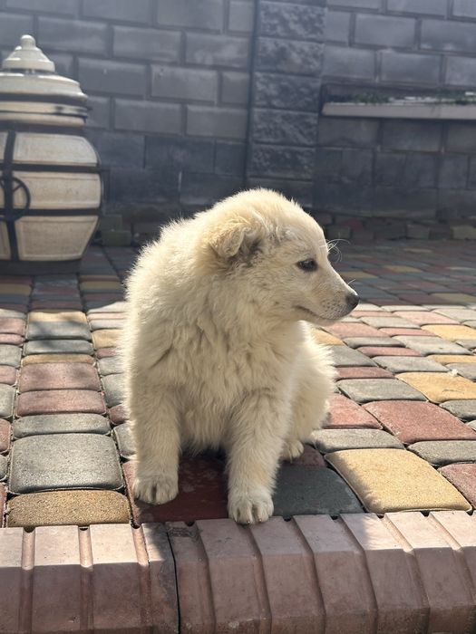 Щенки отдам в добрые руки