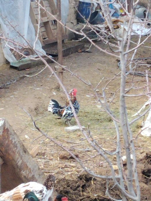 Японский кораздар