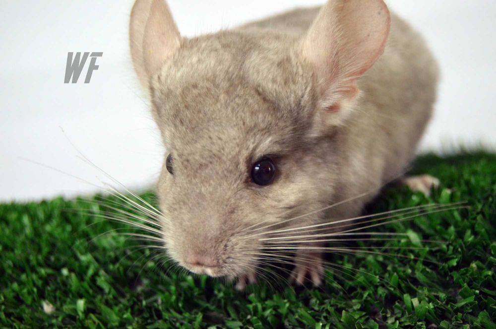 Шиншила  + бесплатное консультирование