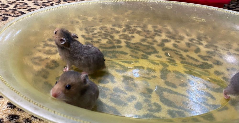 Сирийские хомячки