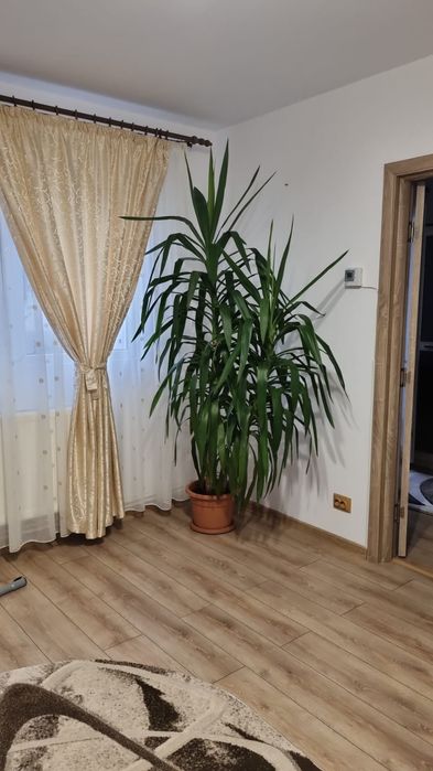 Palmier Yuka ornamental