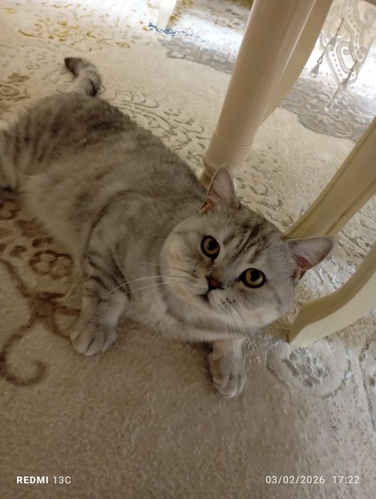 Britaniskiy shinshila sotiladi pasport bor emlangan