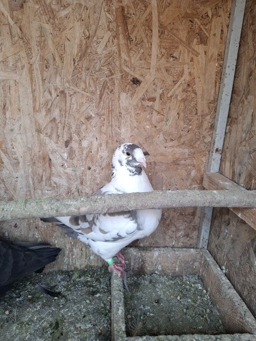 Porumbei Americani de vanzare