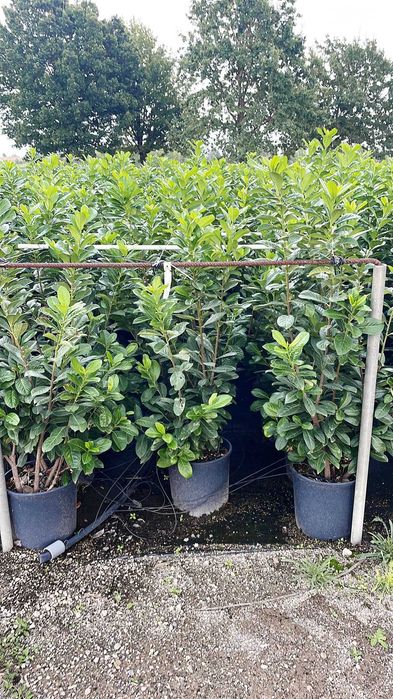 Plante Decorative