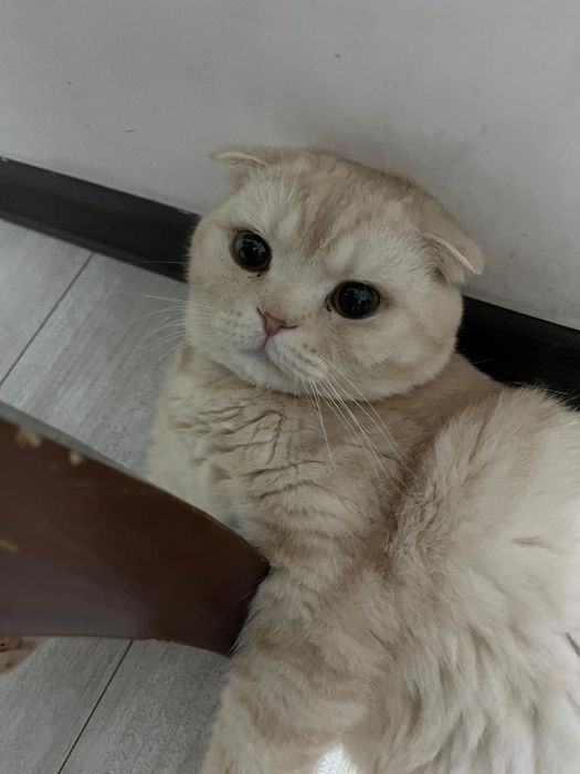 Швейцарский кот очень хороший